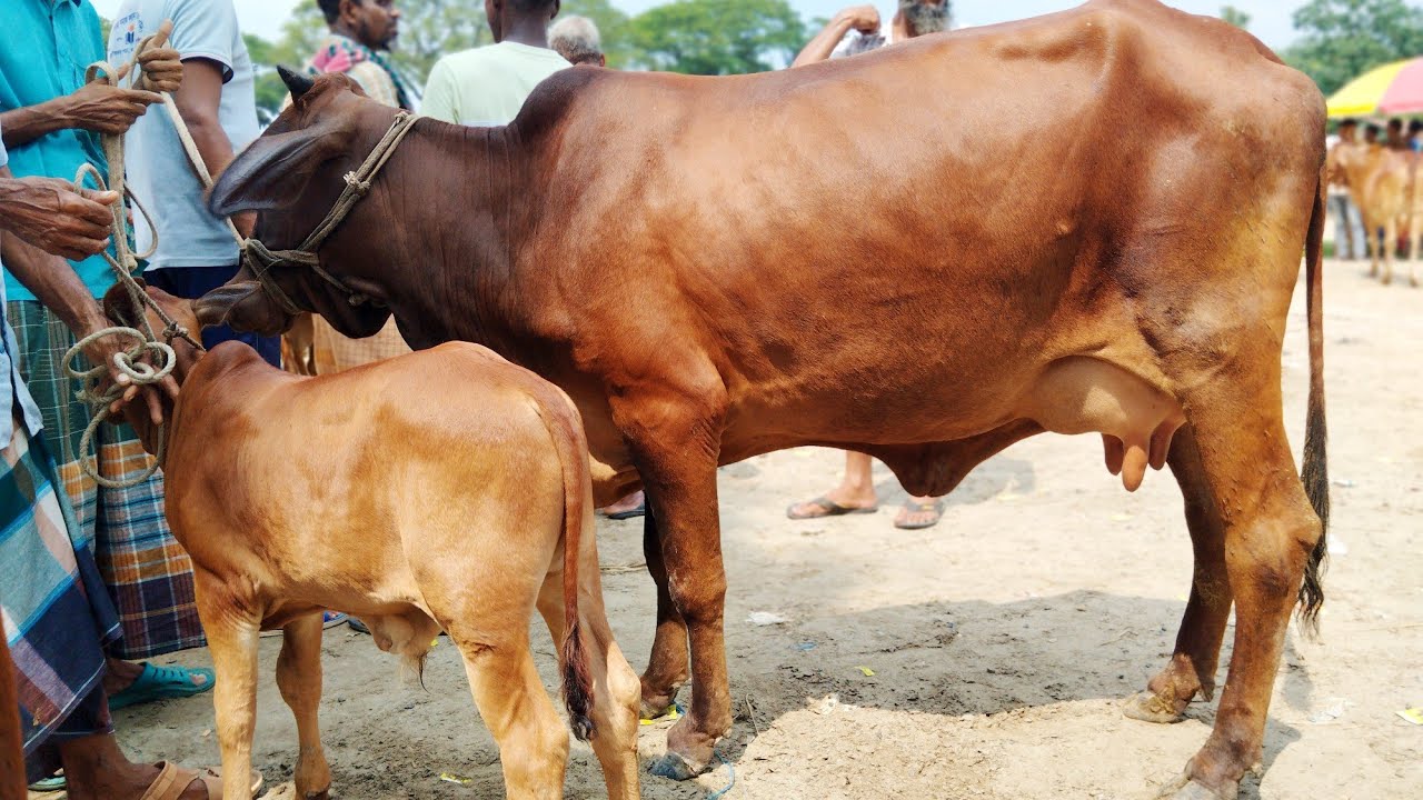 ১০/২/২০২৬ || সেরা মানের দুধের গাভী বাচ্চার বাজার দেখুন চান্দাইকোনা গরুর হাট থেকে || cow milk