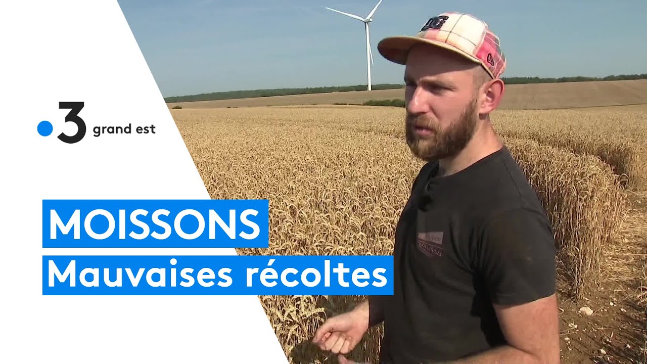 Des moissons décevantes dans la Meuse