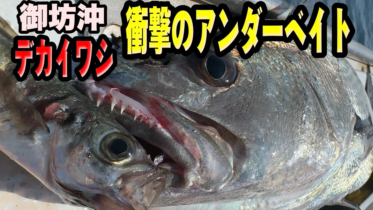 《和歌山・千代丸》【潜入撮影】御坊沖・秋の風物詩デカイワシのアンダーベイト落とし込み！2025 9 7