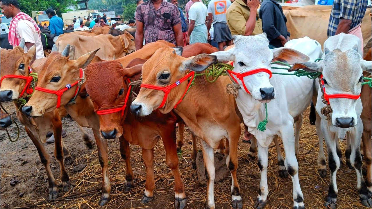വളർത്തുകുട്ടികളും കറവ പശുക്കളും മാത്രം | bull | cow |Vaniyamkulam market | trending | Chandha| viral