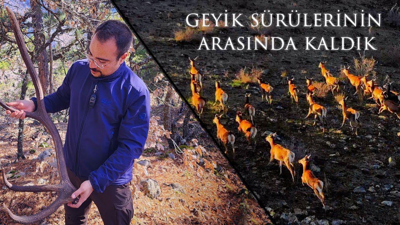 Geyik Sürülerinin Arasında Kaldık / Geyik Boynuzu Bulduk / Akbabaları Çektik