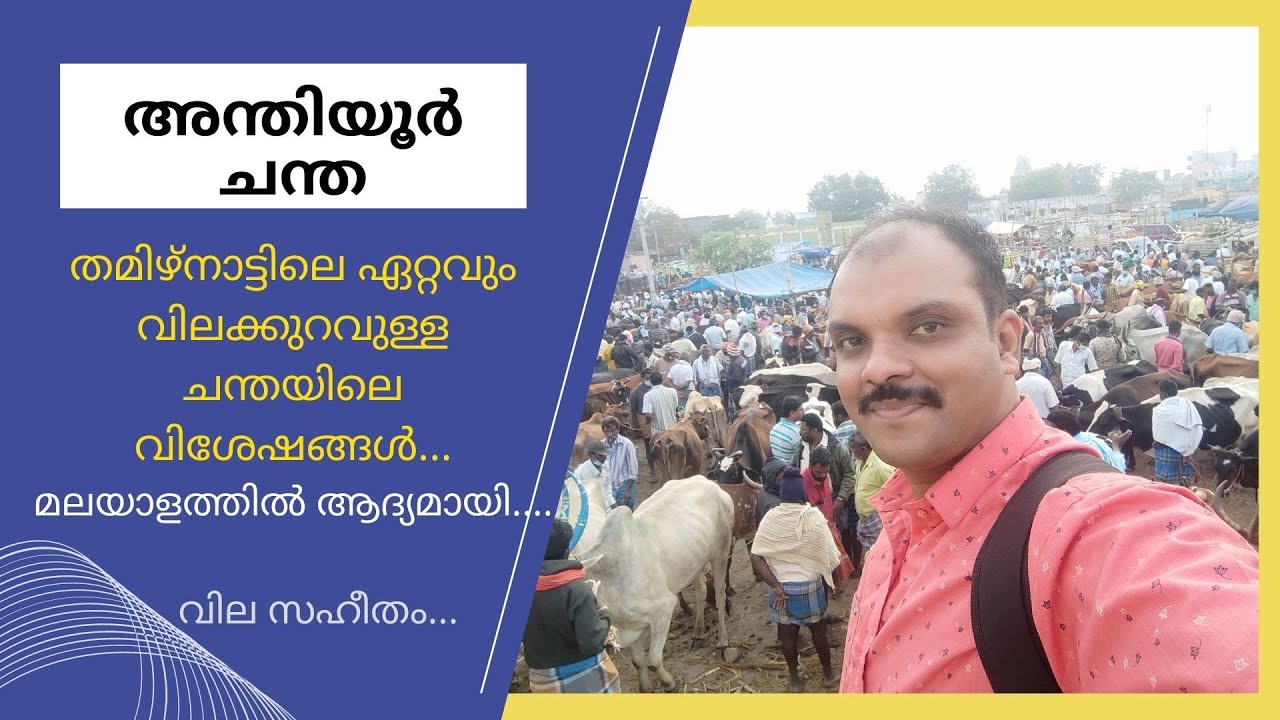 അന്തിയൂർ ചന്ത...തമിഴ്നാട്ടിലെ ഏറ്റവും വിലക്കുറവുള്ള ചന്തയിലെ വിശേഷങ്ങൾ...Anthiyur cattle market