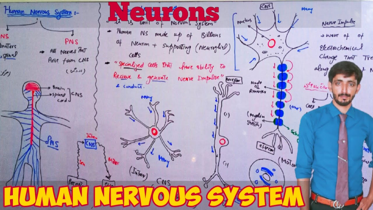 Neuron or Nerve cell (Human Nervous system Divisions) | Biology 10th | Chapter 3 Coordination