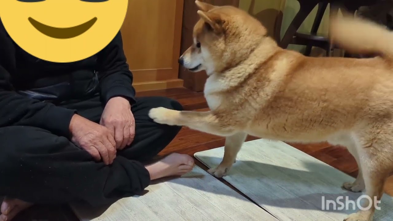 夜にコンビニへ行った父が許せない柴犬しかまる
