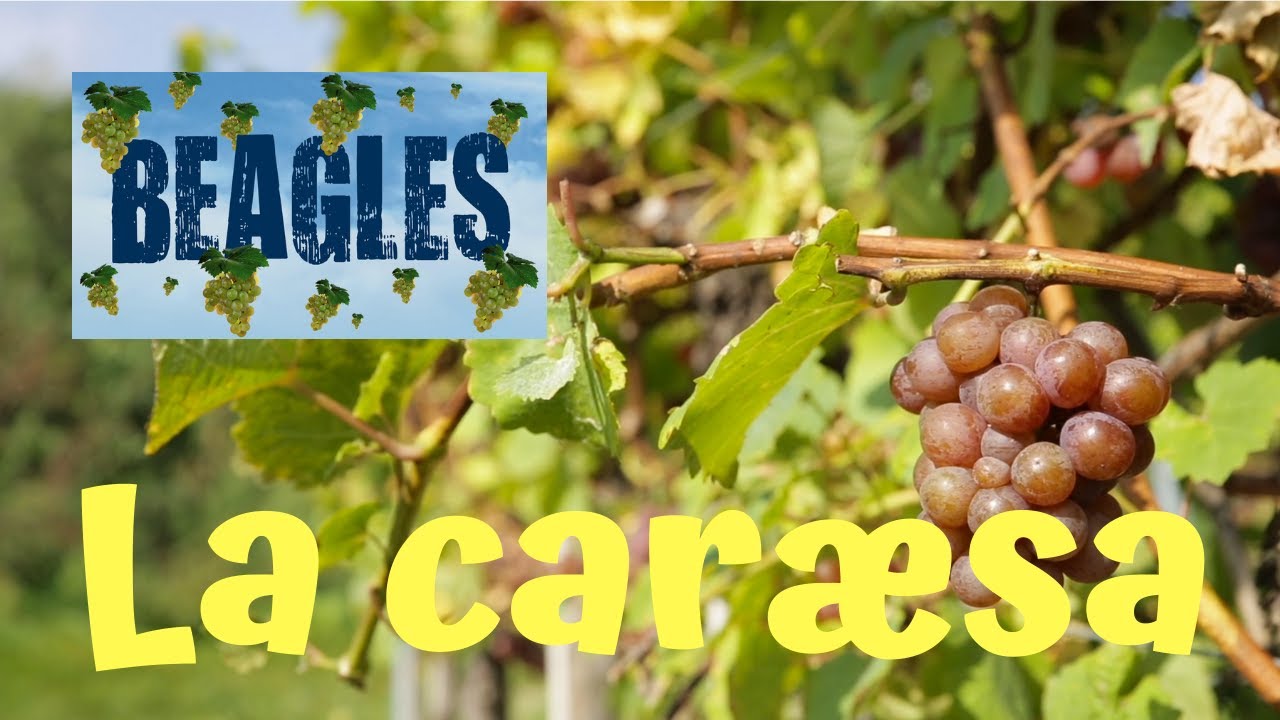 «LA CARÆSA» - BEAGLES (dall'album «Vitinho»)