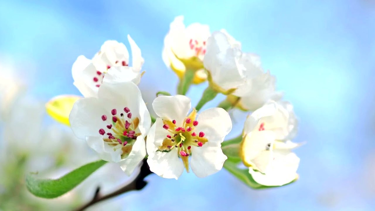 Relaxing music, peace, love, guitar, relax, beautiful music, happiness, happy
