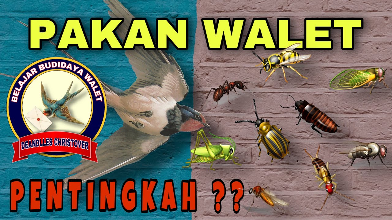 Fungsi Pakan Bagi Burung Walet | Extra Feeding For Swiftlet #extrafeeding #pakanwalet #pakantambahan
