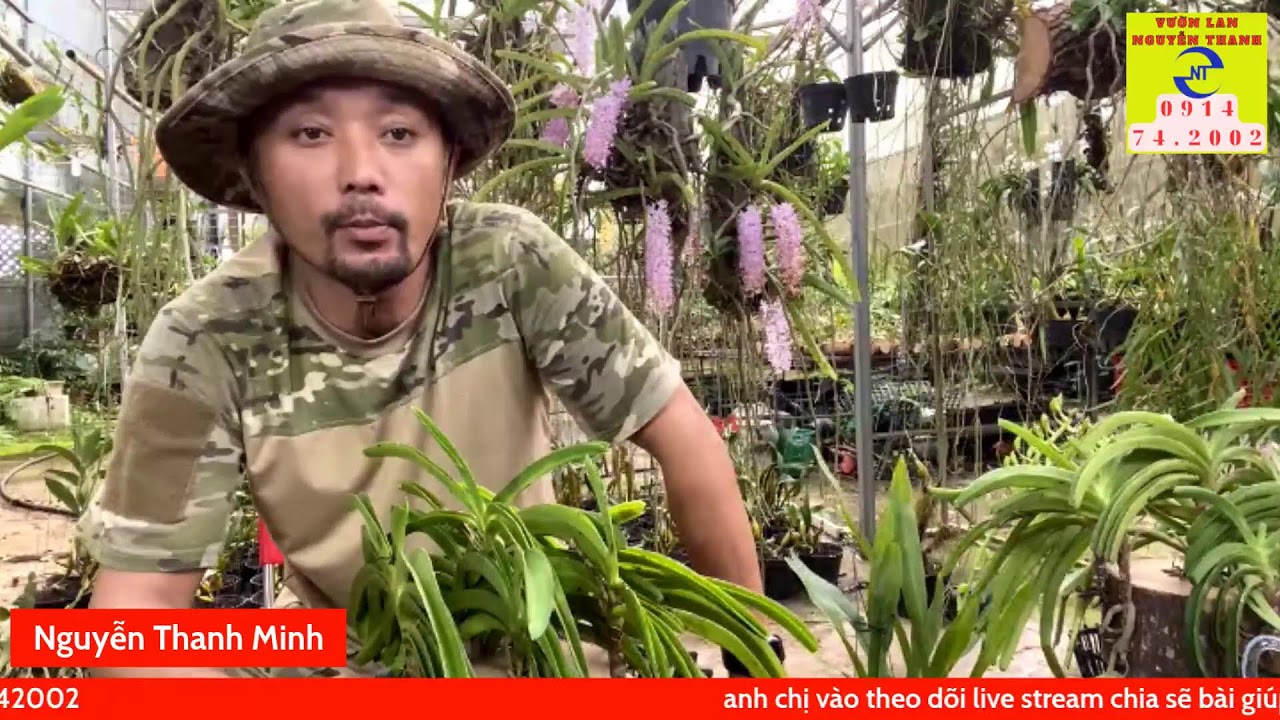 Cách xử lý lan hải yến từ rừng về và đem trồng