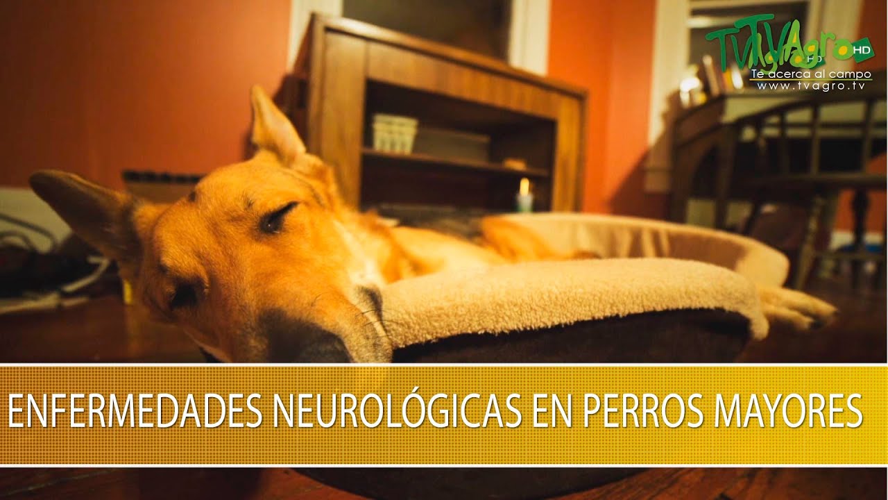 Enfermedades Neurologicas en Perros Mayores- TvAgro por Juan Gonzalo Angel Restrepo