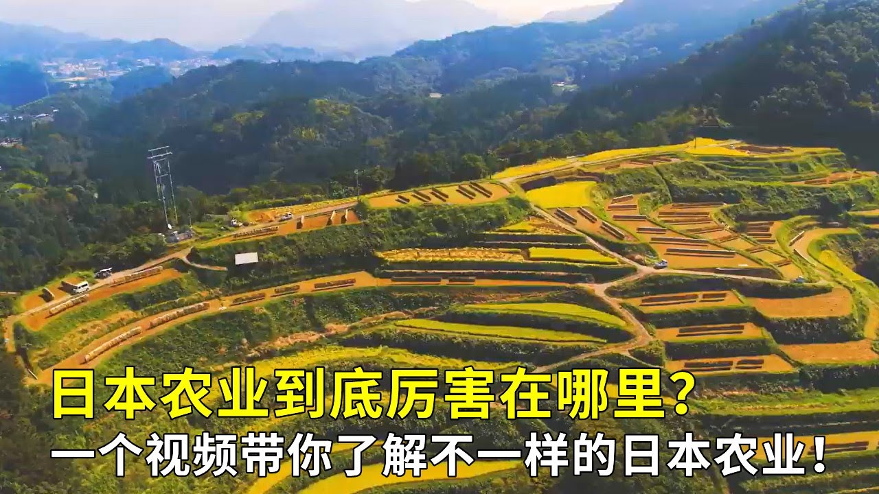 日本农业到底厉害在哪里？一个视频带你了解不一样的日本农业！