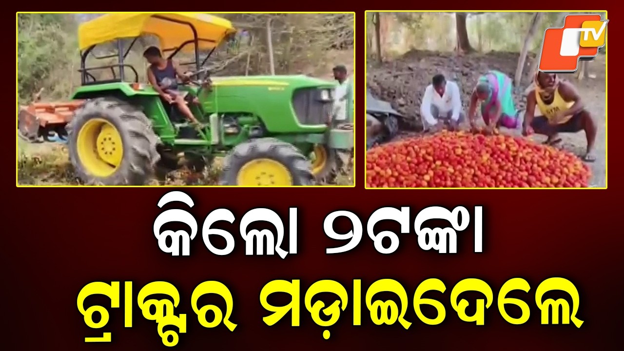 Tomato Price Crash: Farmers Destroy Crops in Ganjam as Rates Fall to ₹2/kg