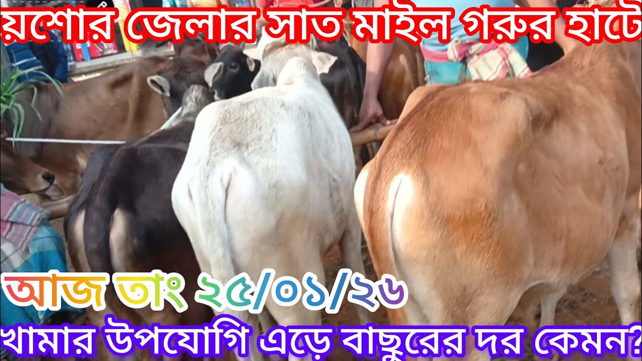 যশোর জেলার সাত মাইল গরুর হাটে খামার উপযোগি ষাঁঢ় বাছুরের দর কেমন?