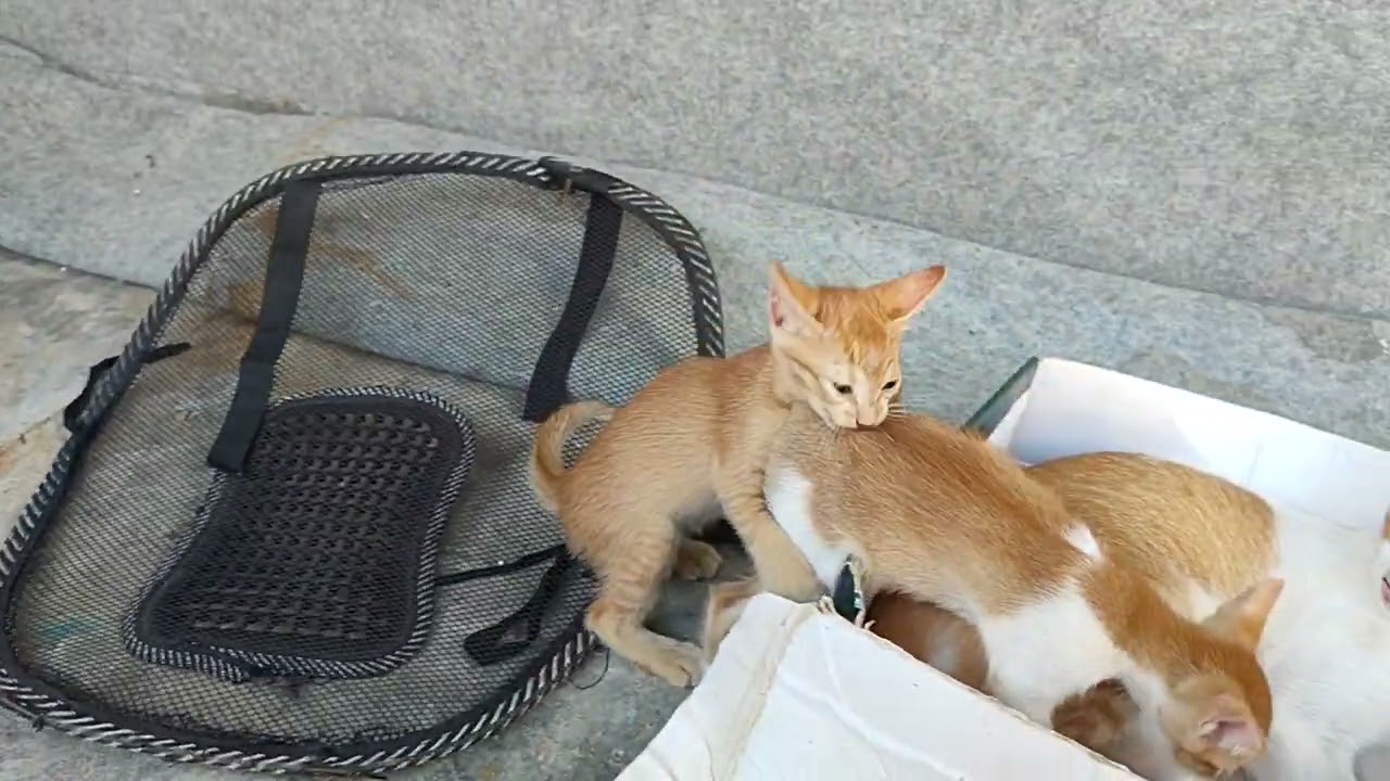 Cute kitty kitten playing 😍😍