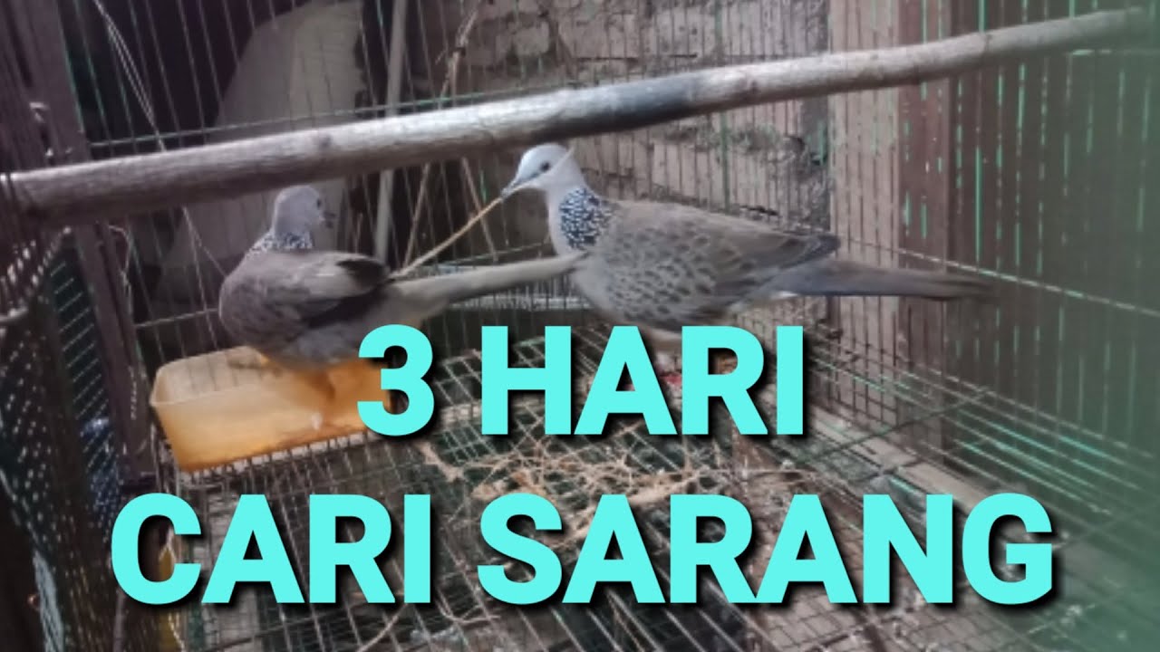 Cara menjodohkan burung tekukur atau derkuku dengan mudah