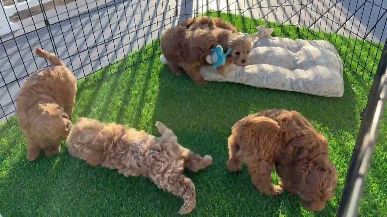 Sadie’s Cavapoochons @ 7 weeks old! 