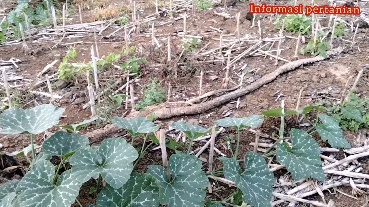 Pertumbuhan labu kuning tidak dipotong pucuk