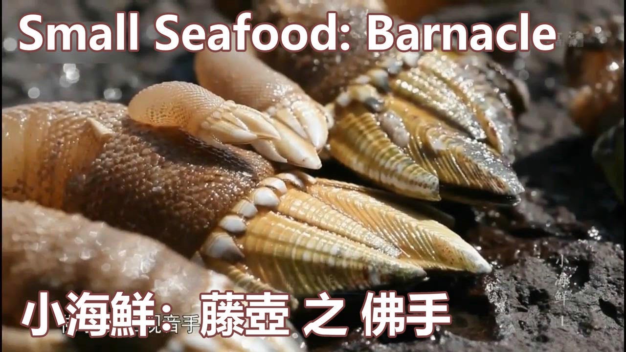 小海鲜：藤壶之佛手 Small Seafood: Barnacle