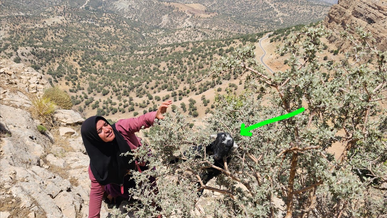 🔥 Nomadic woman, a true hero: saving a lamb + gathering firewood in the wild rocks 🐐🪓