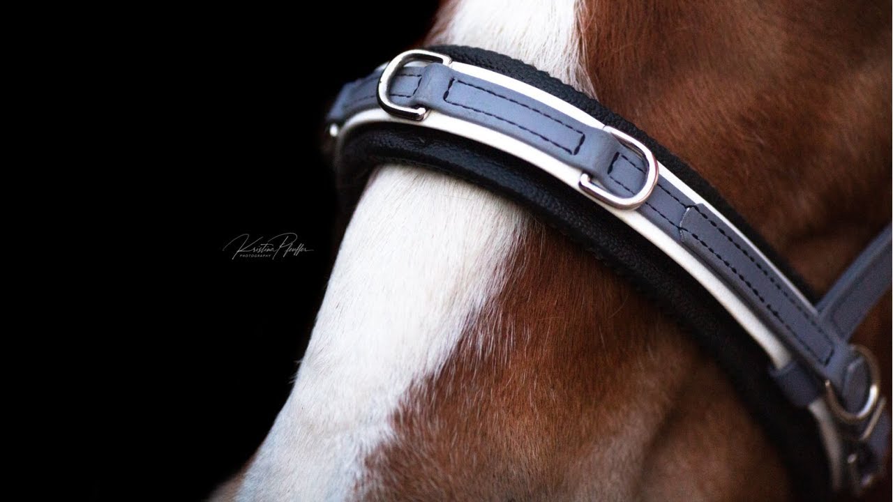 Equizaum®: Welcher Nasenbogen hat welche Vorteile? Metall vs. Glasfaser