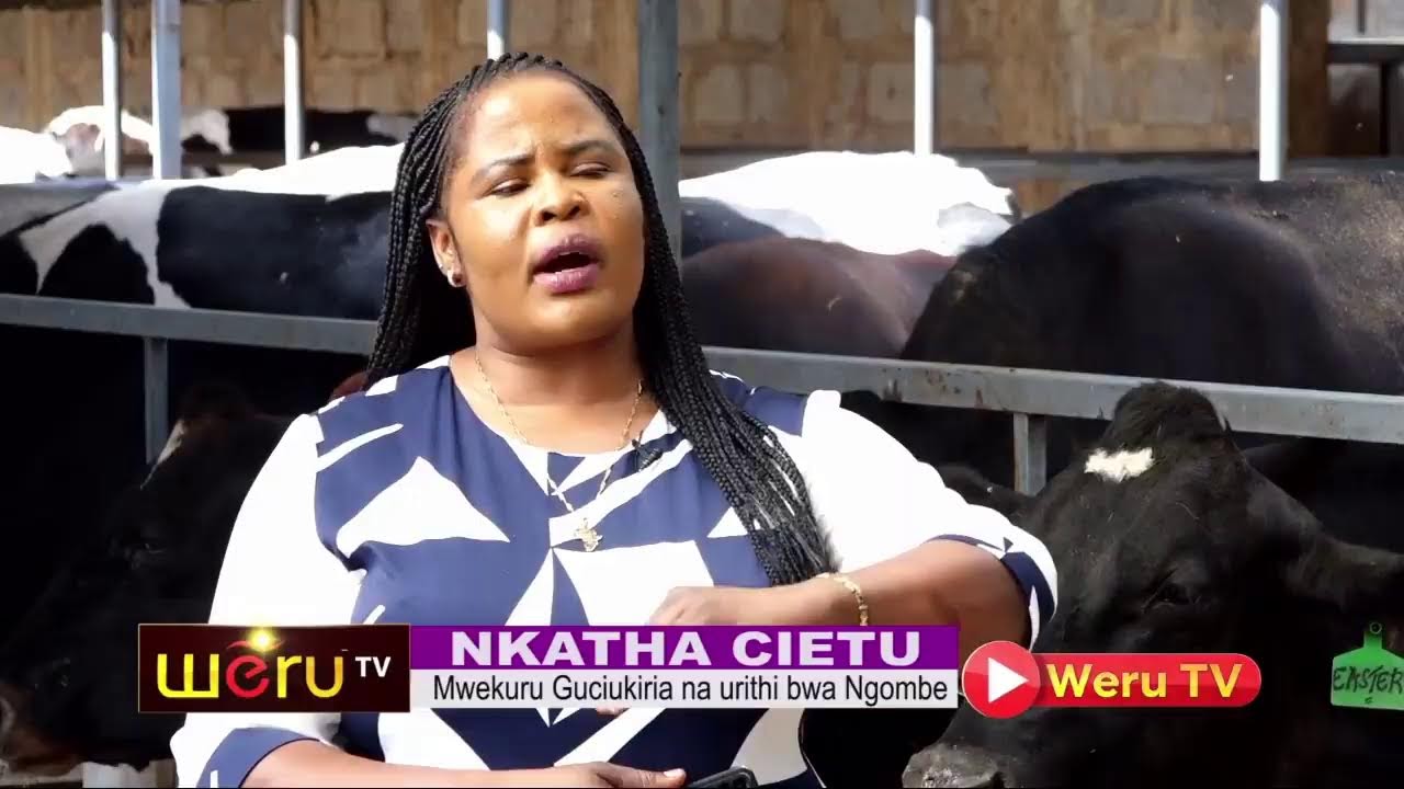 MWEKURU GUCIUKIRIA NA URITHI BWA NG'OMBE #NkathaCietu