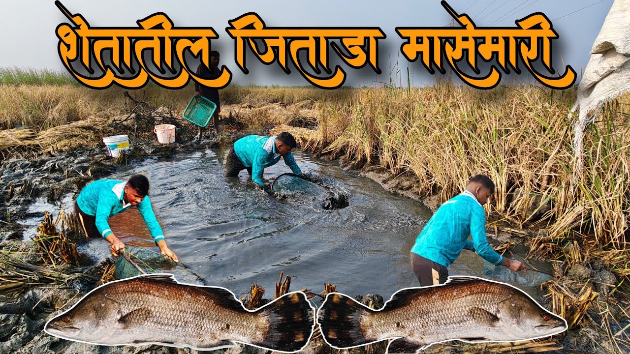 शेतात🌾पकडली पारंपरिक पद्धतीने 50 जिताडी🐟| भात🌾कापणी आणि शेतातील मासेमारी #barramundi #villagefishing