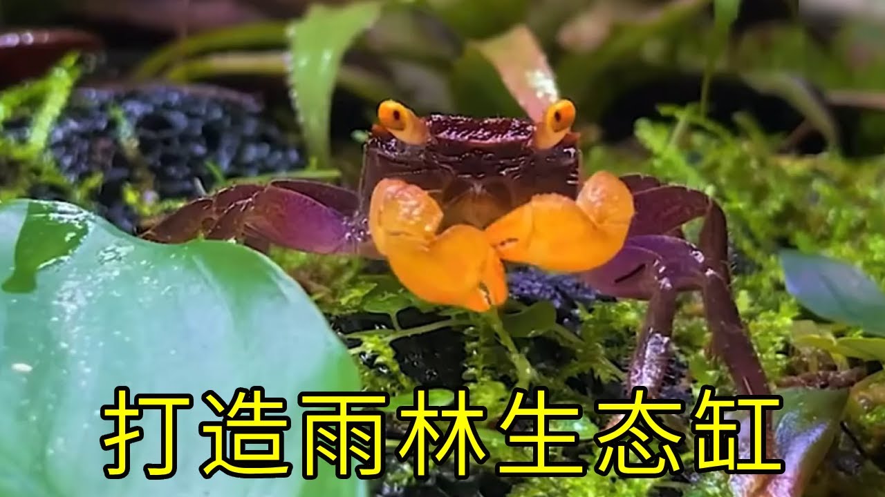 沉浸式打造雨林生态缸，给壁虎宝宝搭建新家，被爬宠的呆萌惊住了~