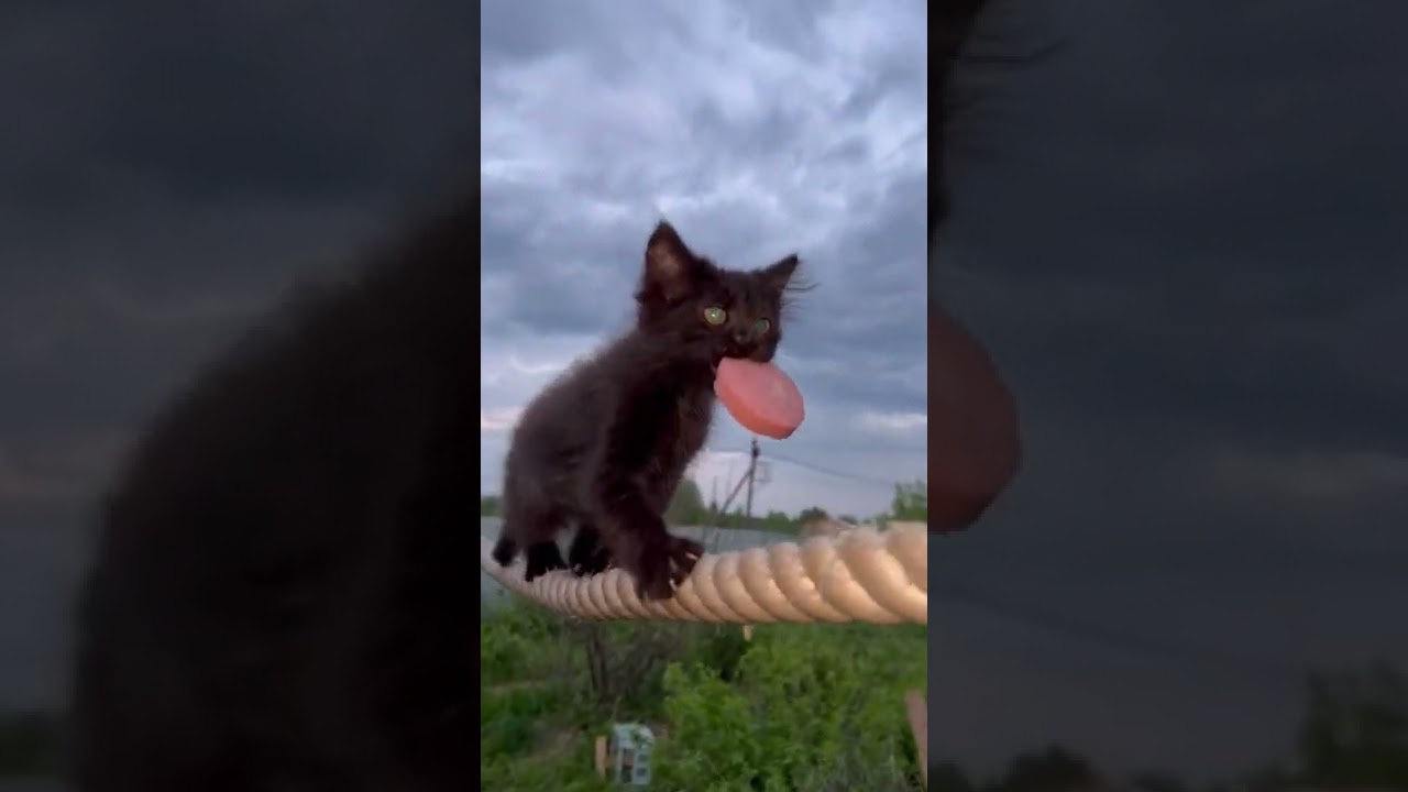 Чипусик учится носить в зубах добычу 🐈&zwj;⬛ #котенок