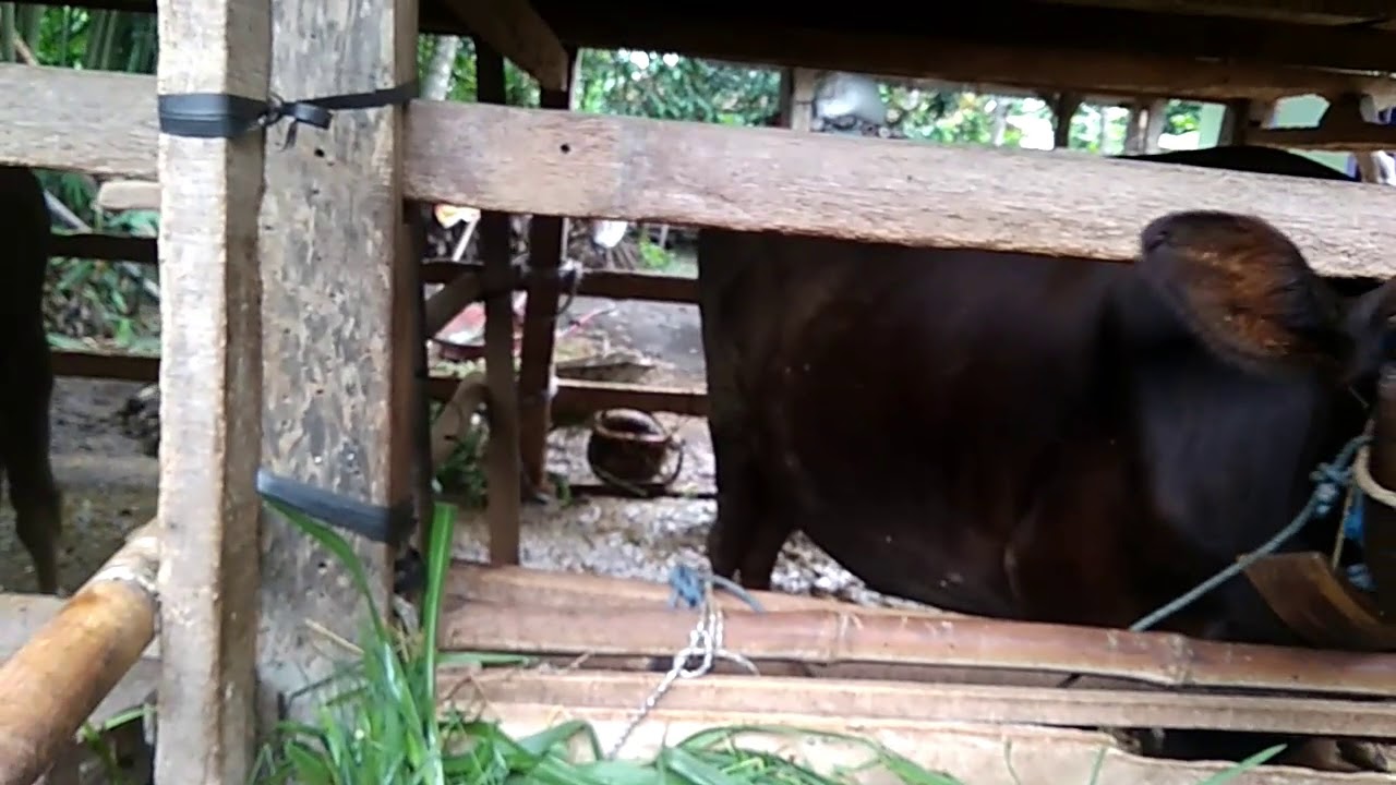 Proses pembuatan pupuk bioslurry