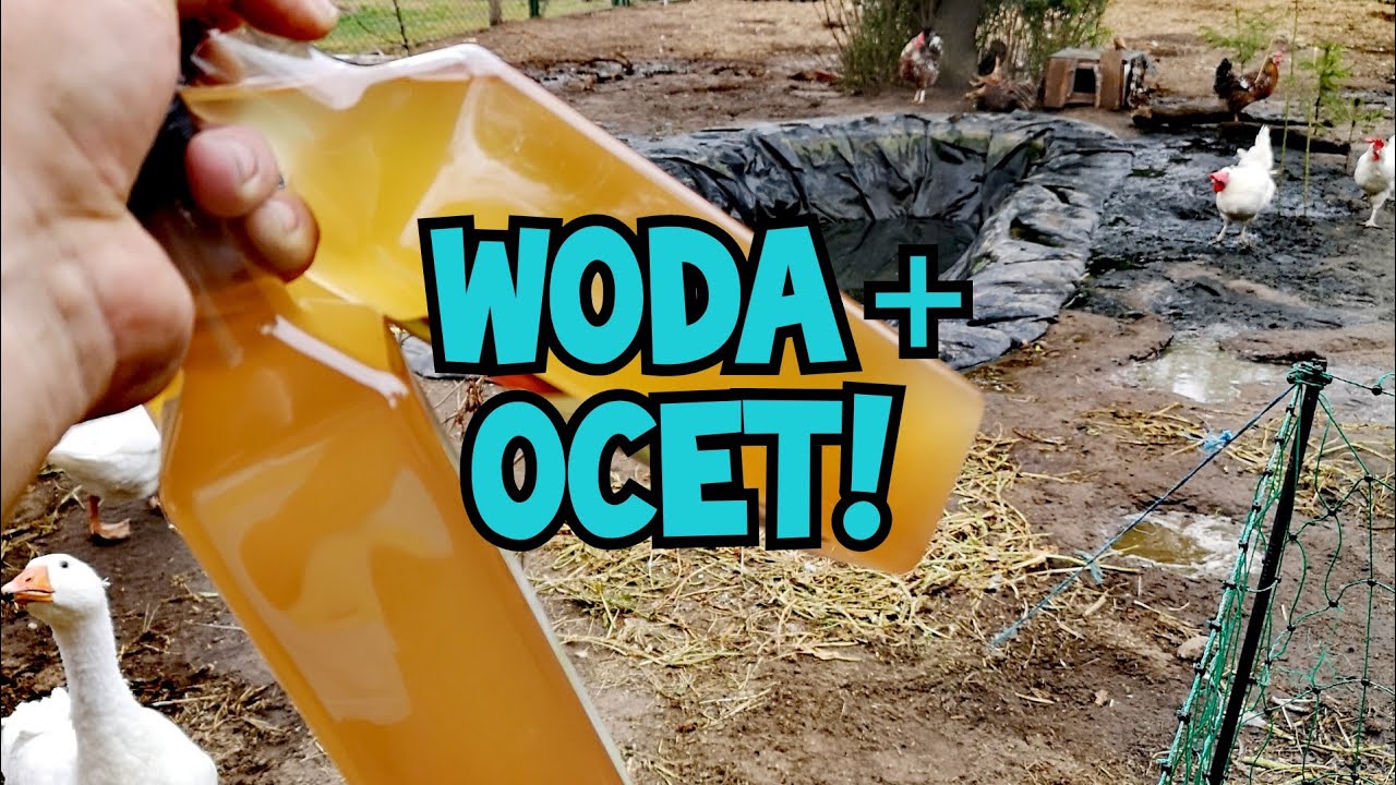 Hodowla Kur - OCET i WODA! 💧🐓🐔