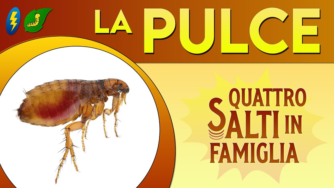 La Pulce: quattro salti in famiglia ⚡