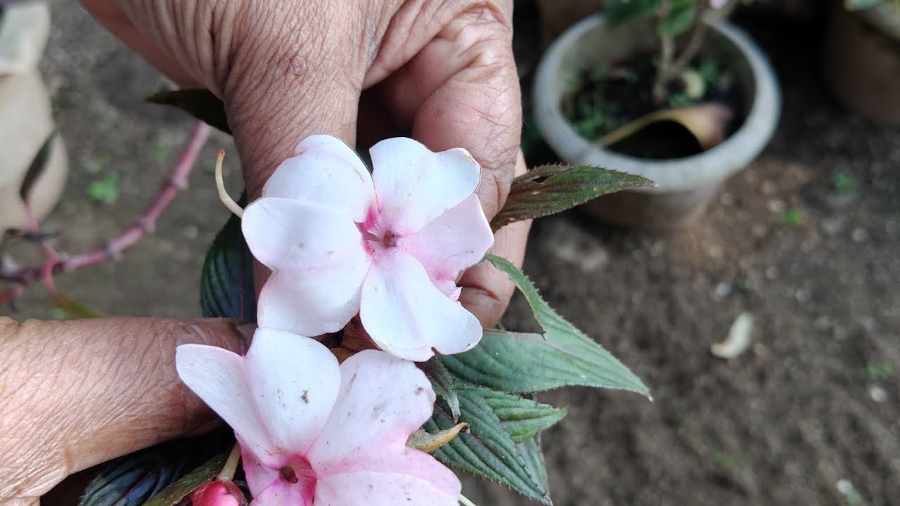 കളർ ചെയിഞ്ചിംഗ് ബോൾ സം💫#gardening #bolsam#naturelovers #beauty#