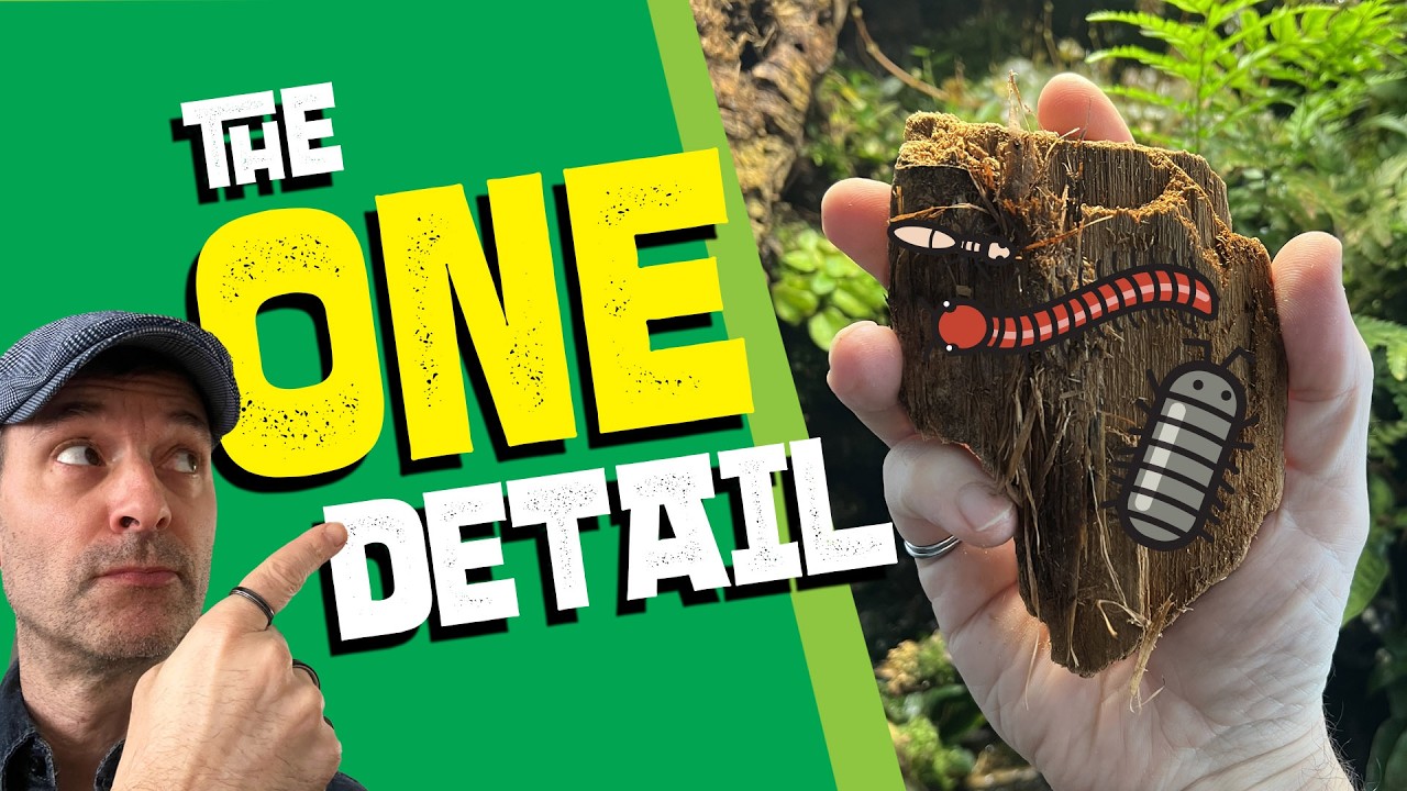 This Is Why Your Bioactive Setup Needs Rotting Wood