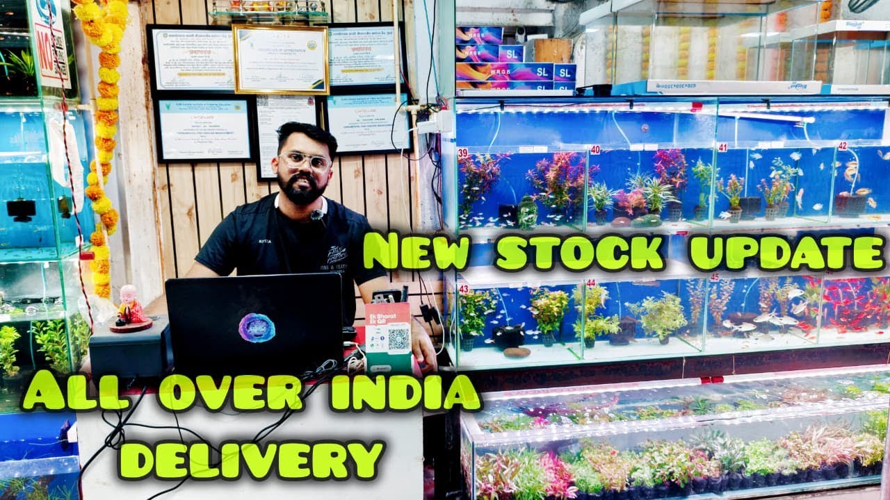 New Fish Stock And Low-tech plants update at Fins And Feathers aquaria | All Over India Delivery