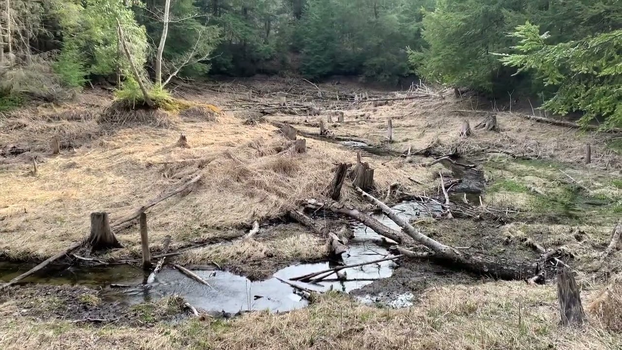 Late Afternoon Hike Copeland Forest | Minimalist Shoes | New Walking Poles