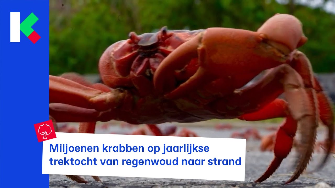 Miljoenen krabben op jaarlijkse trektocht van regenwoud naar strand