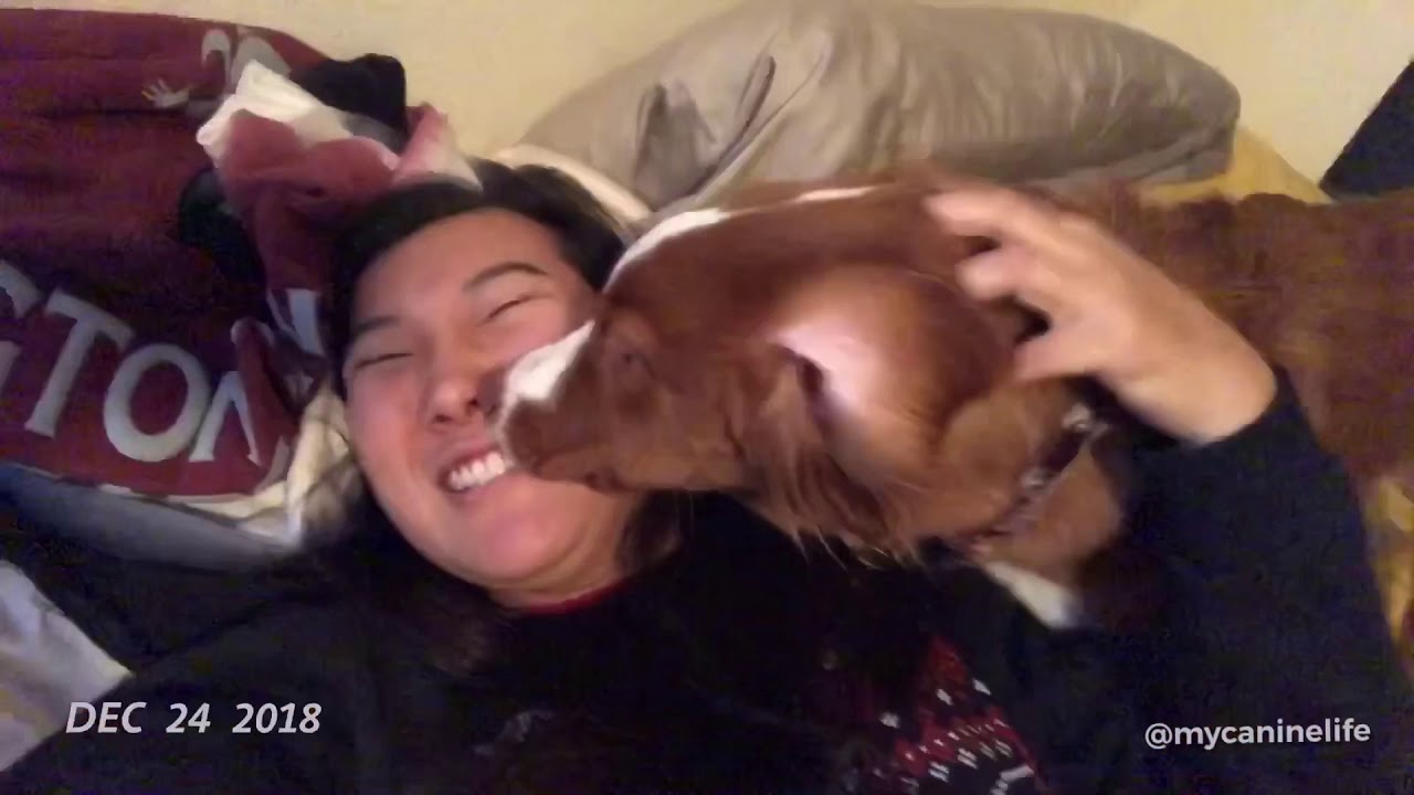 One Second A Day - Maple Nova Scotia Duck Tolling Retriever (Toller)