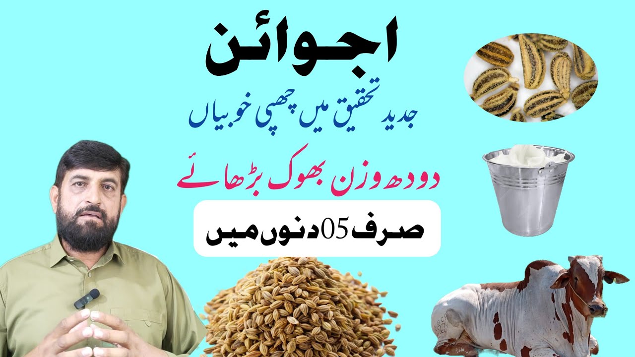 Milk and Meat Increase دودھ گوشت بڑھائیں By using Carom Seeds اجوائن فارمولا in Cow Buffalo Goats