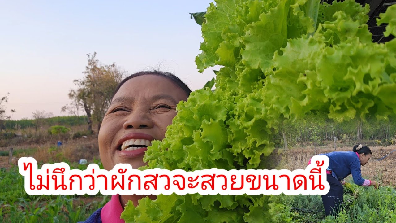 หนุ่มที่ไหนมาเก็บผักช่วยย่า