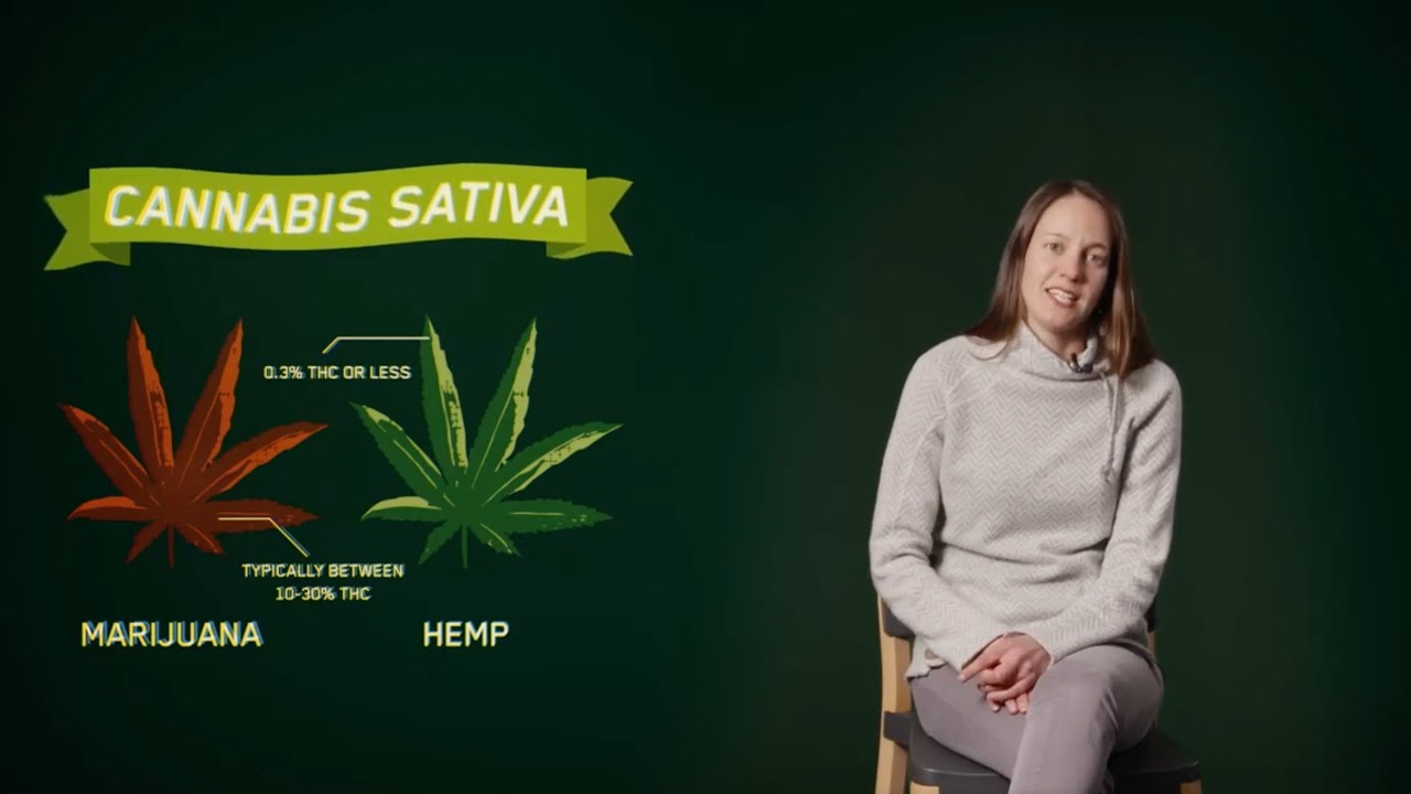 EP. 3 Searching for Answers: What&rsquo;s the Difference Between Hemp and Marijuana?