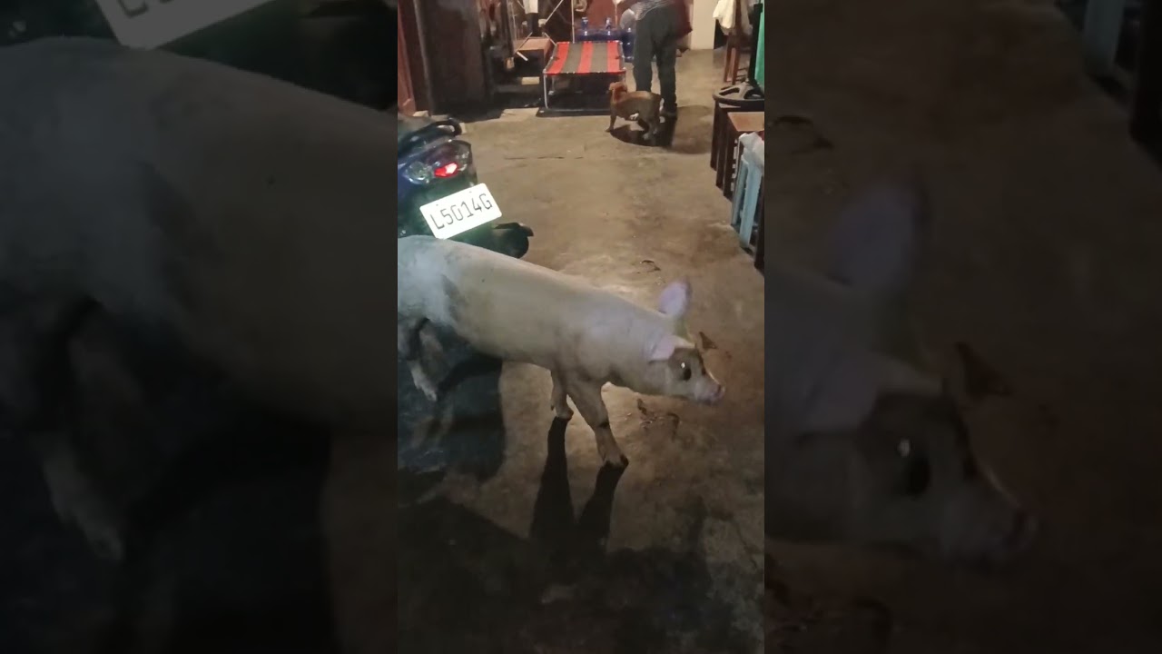 Bisita Kong baboy na si Amel