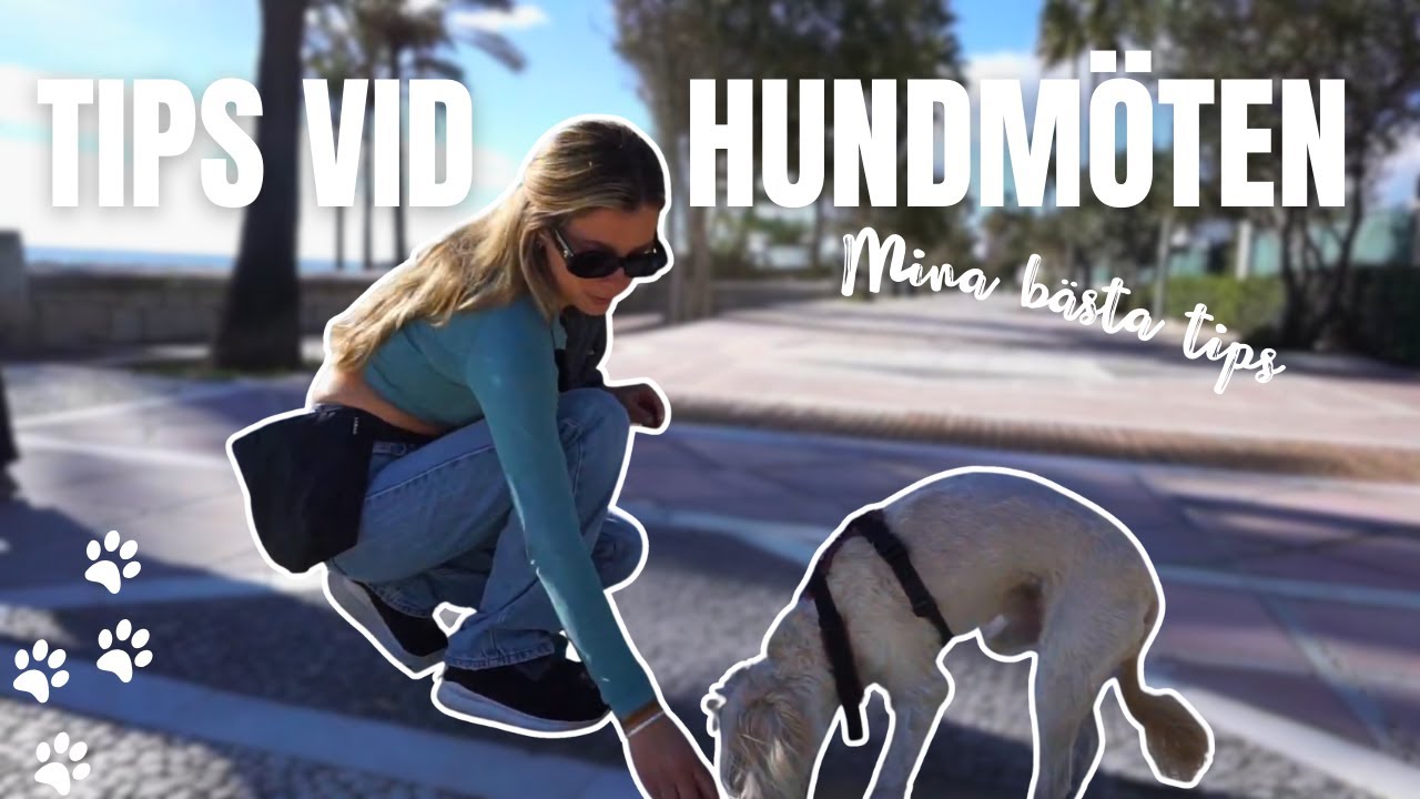 Ingen hund har den samma hundmötesträning, häng med när jag tränar vlogg