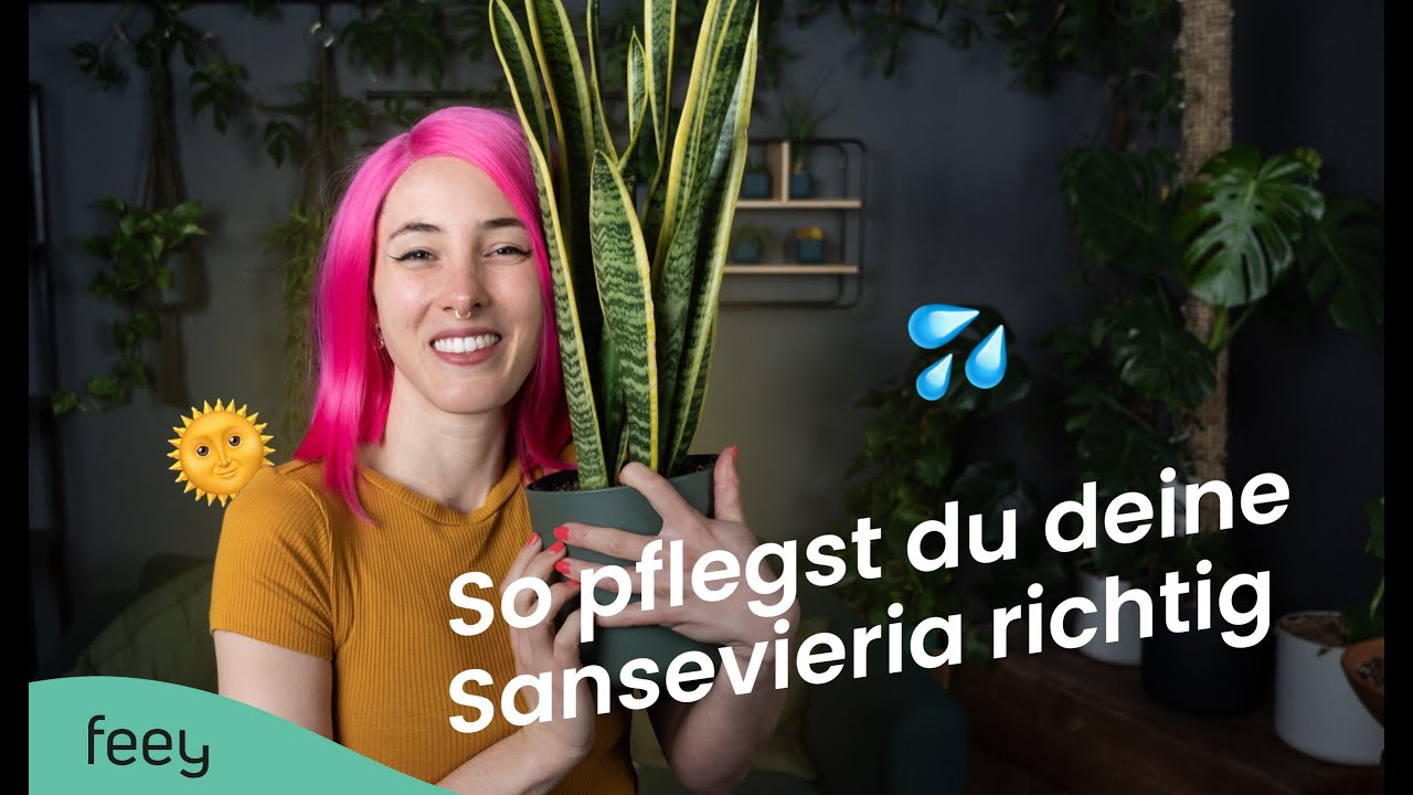 Sansevieria (Schwiegermutterzunge) richtig pflegen – der komplette Guide 🌱 | feey Pflanzenlexikon