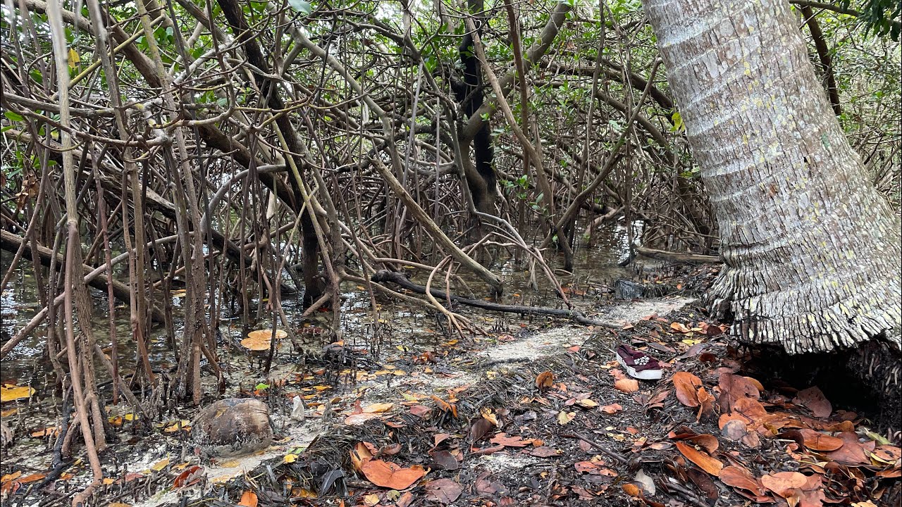 Self seeded, naturalized Coconuts in Sarasota, Florida on the Wrack Line!