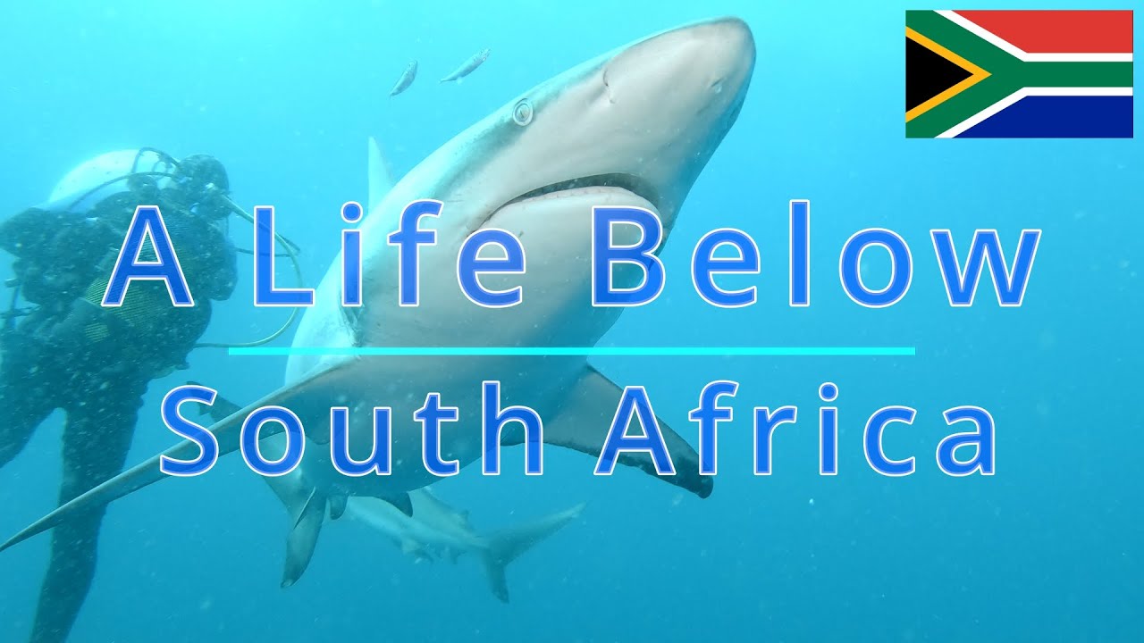 A Life Below South Africa / Protea Banks / October 2022 / Tauchen / Scuba / Dive / Shark / GoPro 4k