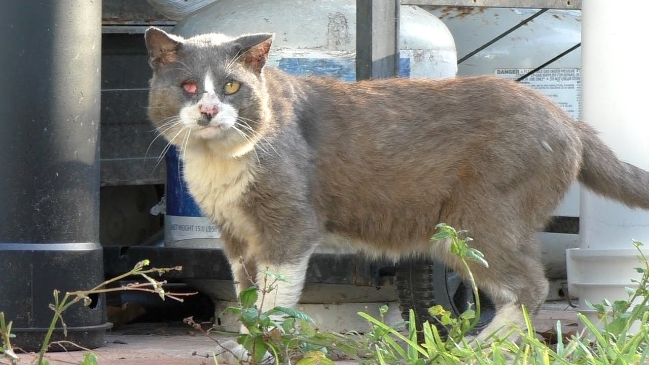 ODIN: From the Streets to the Living Room