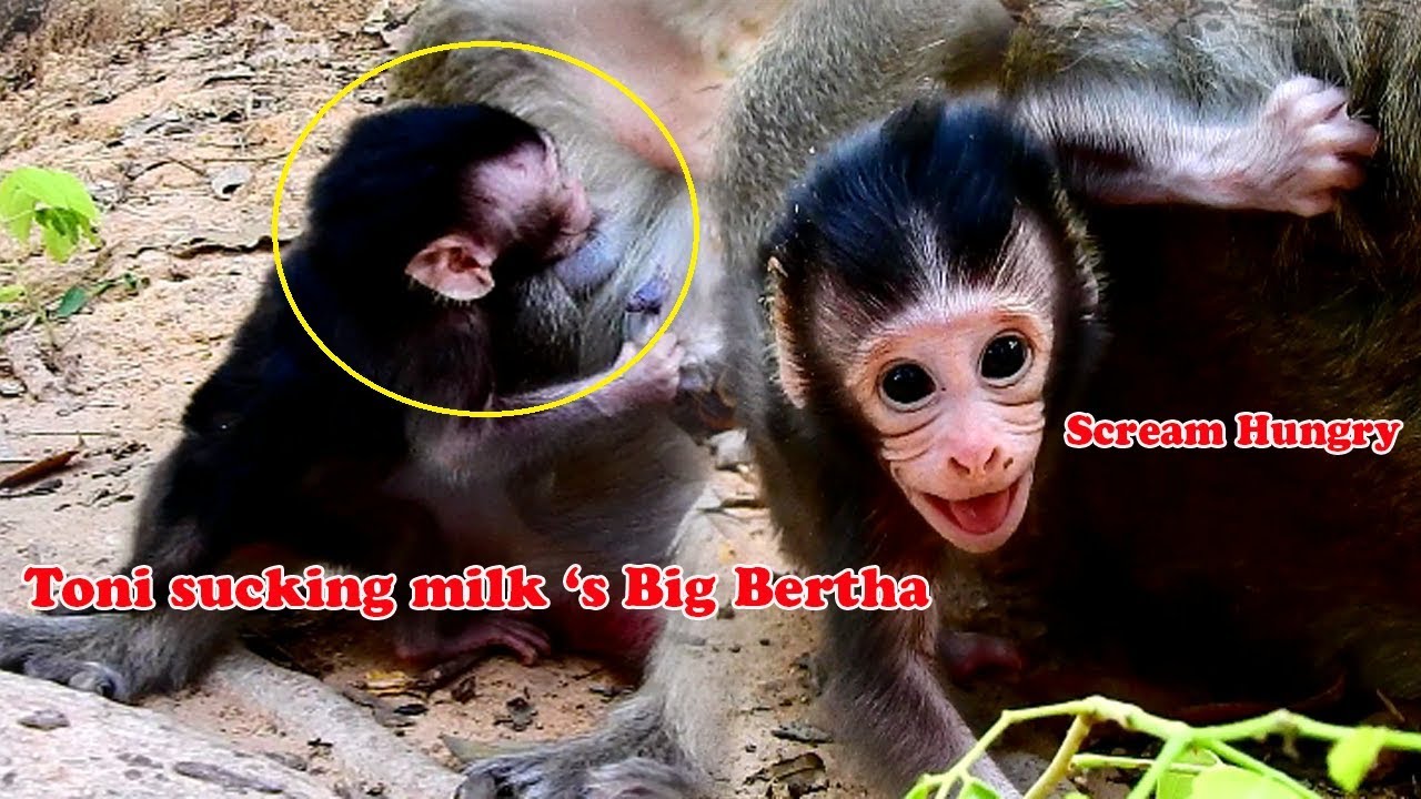 Unbelievable-Toni poor baby successfully get milk Bertha|So-pity p Toni cry loudly cuz hungry