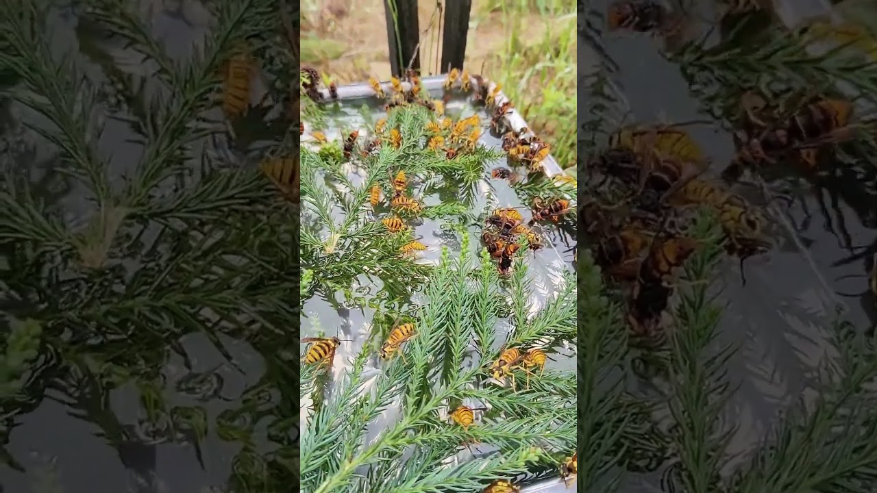 #waspnest #bee #honeybeesting #nature #waspnestremoval #animal #farming #animals #wasp #insects