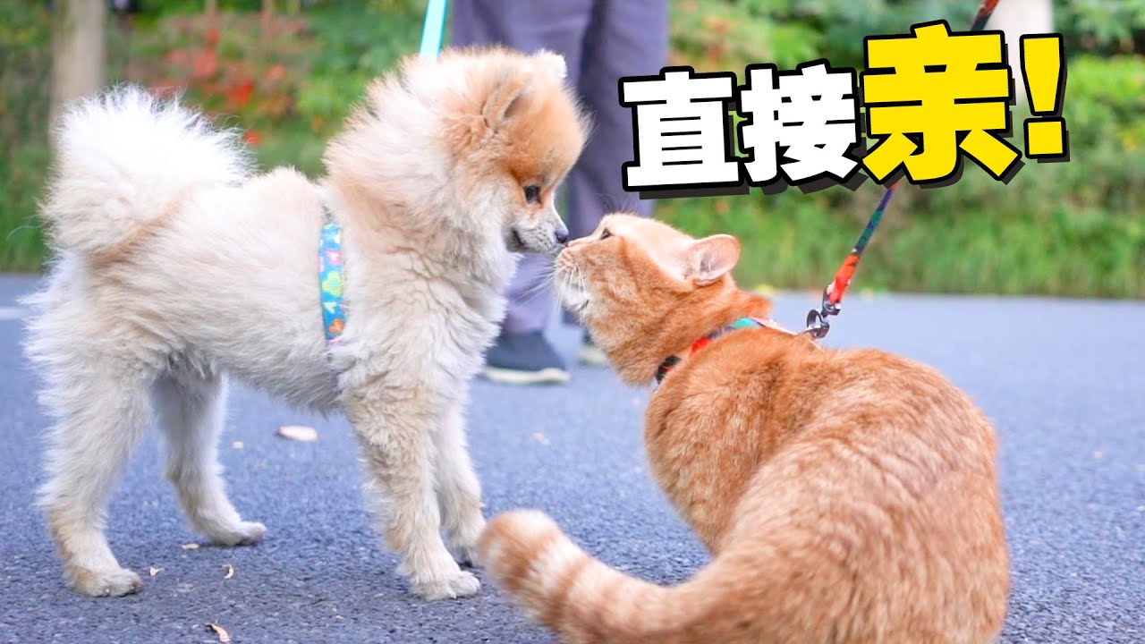 【喵来啦】这就是社交牛逼症吗？撩人小猫咪直接亲上小狗！