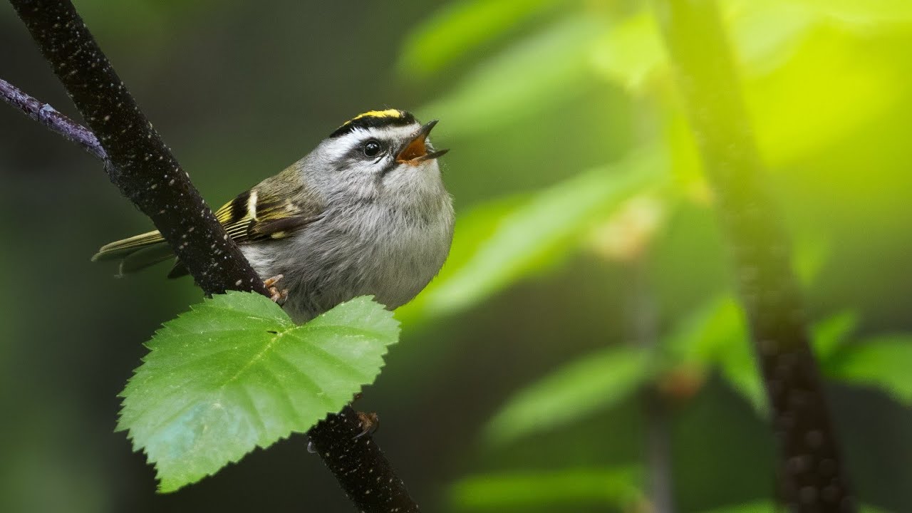 BIRD PHOTOGRAPHY in British Columbia! Sony a7RIV + 200-600