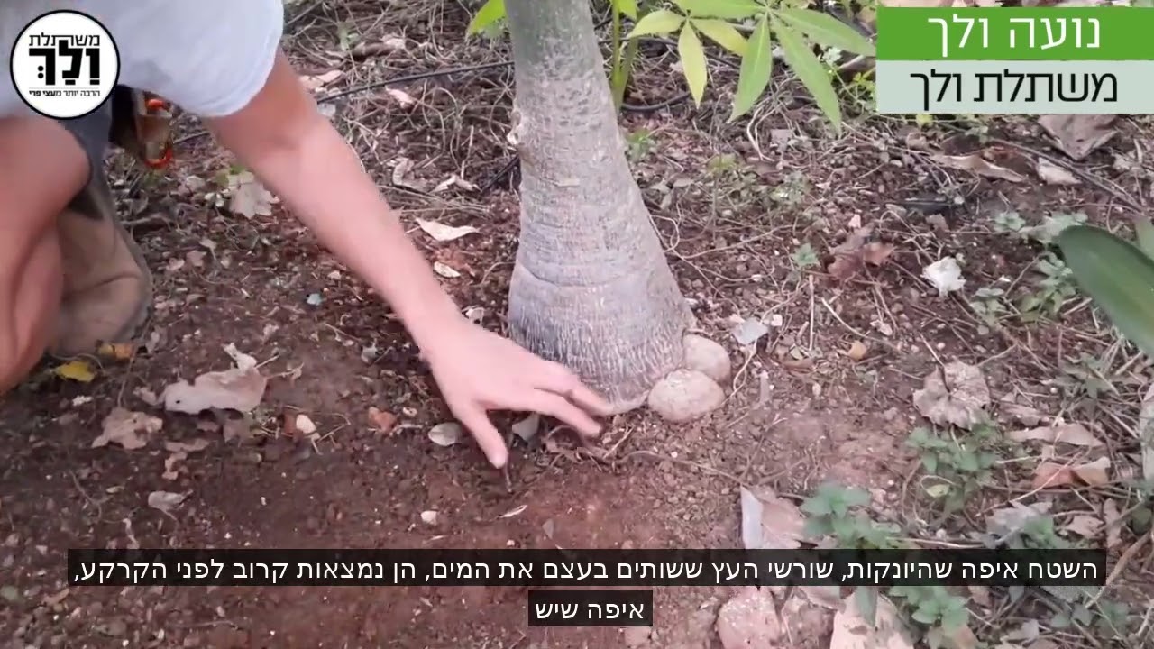 משתלת ולך-הכן בוסתנך לחורף
